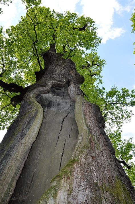 Polish Tree Jewish Brothers Hid Inside Named Tree Of Year Daily Mail