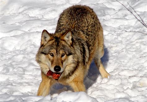 Your wolf stock images are ready. The Wild Wolf | New Pictures | The Wildlife