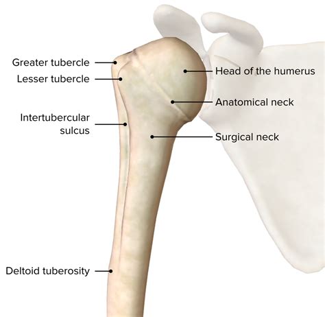 The Humerus Proximal Shaft Distal Teachmeanatomy