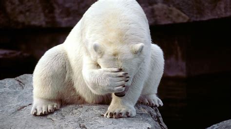 Hintergrundbilder Tiere Natur Tierwelt Eisbären Zoo Bär Fauna