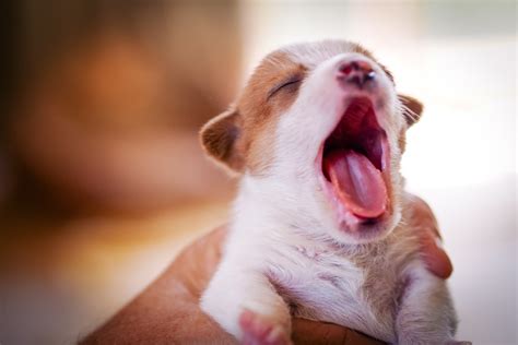 What Makes Yawning So Contagious Siowfa14 Science In Our World