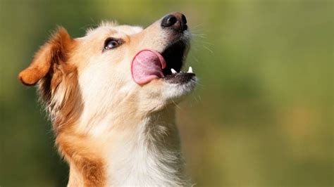 Are Dogs Omnivores Or Carnivores Petsradar