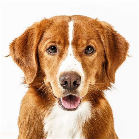 A Brown And White Dog With Its Tongue Out Looking At The Camera While