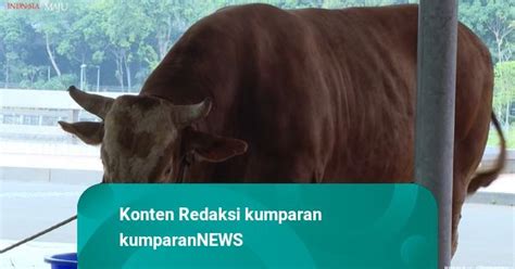 Jokowi Serahkan Sapi Kurban Jenis Limosin Seberat 1 Ton Ke Masjid Istiqlal