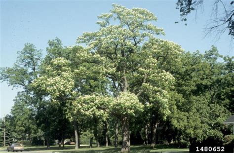 Northern Catalpa Double El Conservation District