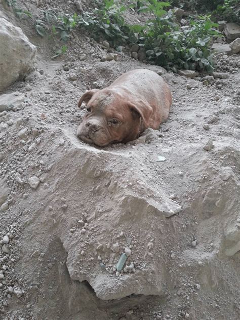 Dog Buried Alive In Waste Ground In France Sparks Outrage Europe