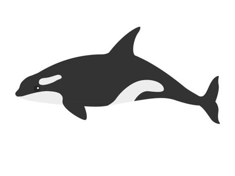 Orcas Hunting Fish Illustrations Royalty Free Vector Graphics And Clip