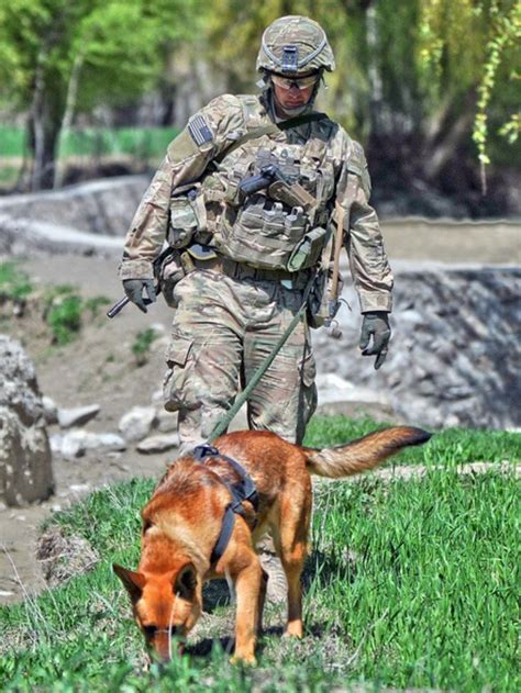 Pin By S Mah On Animals K9 Heroes Military Working Dogs Army Dogs