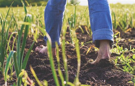 Earthing—how Grounded Are We Dr Libby