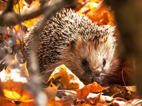 Hedgehog In The Autumn Forest Stock Photo Image Of Woods Plant 44365220