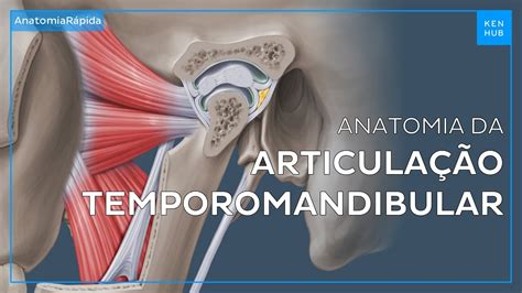 Articulação Temporomandibular Atm Anatomia E Funções Anatomia