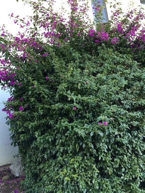 What kind of bush has purple flowers. What Is The Name Of This Large Bush With Purple Flowers ...
