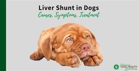If you require any veterinary related advice. Liver Shunt in Dogs | Causes, Symptoms, Diet & Treatment