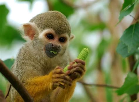 What Do Squirrel Monkeys Eat