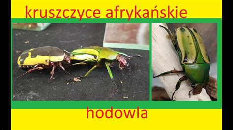 64 Jak Hodować Kruszczyce Afrykańskie Youtube