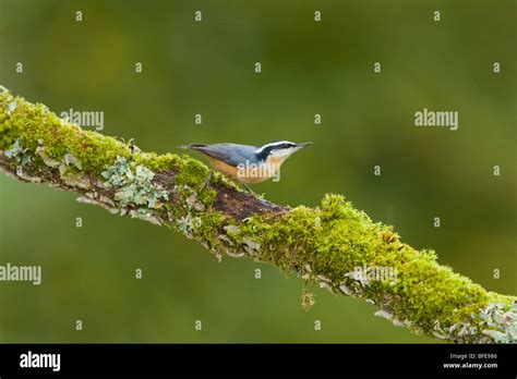 British Nuthatch Hi Res Stock Photography And Images Alamy