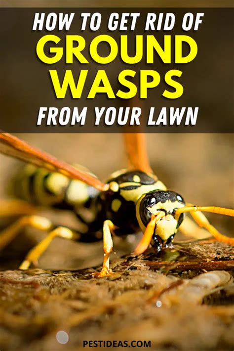 How To Get Rid Of Ground Digger Wasps Cicada Killer Wasp Pest Ideas