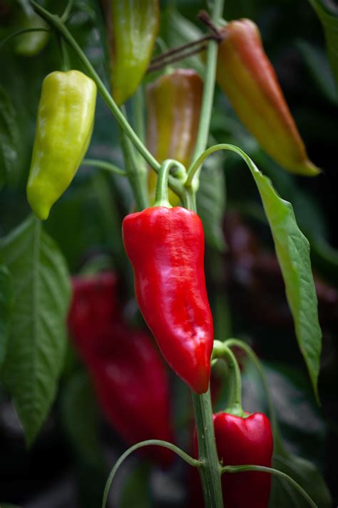 Capsicum Chilli Pepper Draky F1 Hybrid Seeds £345 From Chiltern