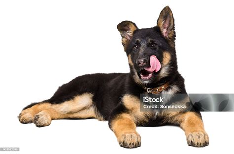 German Shepherd Puppy Licking Stock Photo Download Image Now