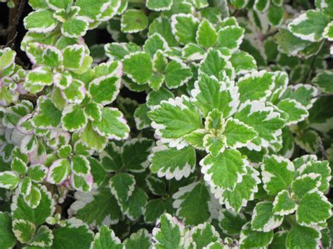 Variegated Mint Leaf House Plants Plants Variegated