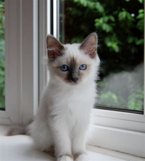 Blue Birman Kitten Want
