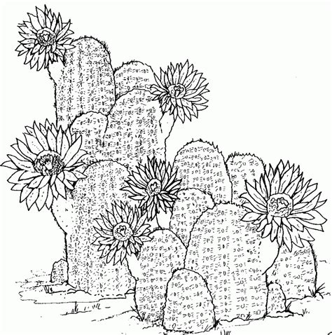 Desert Cactus Coloring Pages Printable Coloring Pages