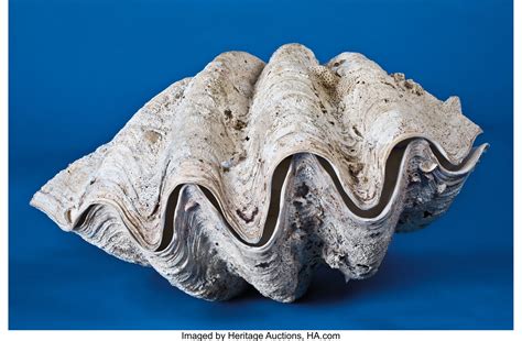 Complete Giant Clam Shell Total 2 Items Zoology Sea Shells