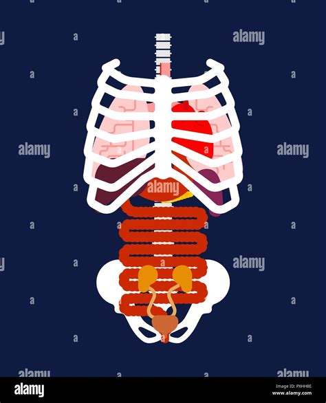 Stomach Ribs Lungs Picture All Internal Parts Of Human Body And