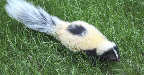 Coexisting In Harmony With Wildlife Skunks The Newtown Bee