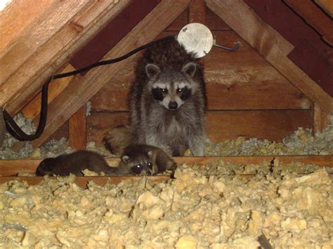 Hamilton Wildlife Control Raccoon Attacks On The Rise