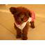 Brown Teacup Poodle Puppies  Zoe Fans Blog Cute Baby Animals