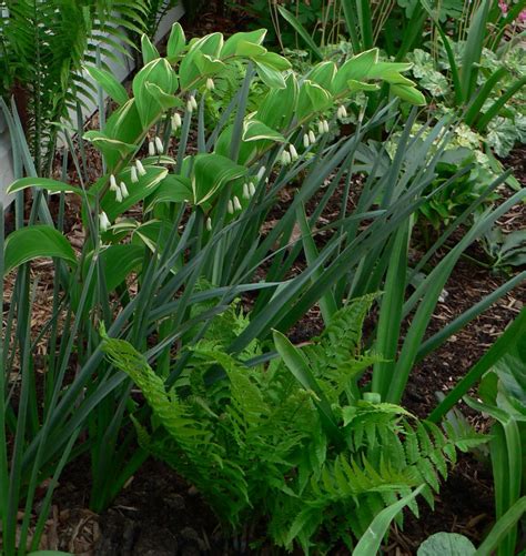 Hostas make beautiful ground cover. Visit My Garden: Ferns and Hostas