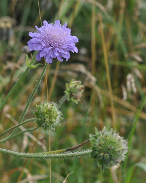 Field Scabious Knautia Arvensis Thanks To Scott For Conf Flickr