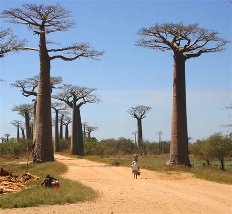 Brush up on your knowledge here with. Madagascar : une nouvelle exploitation aurifère chinoise ...