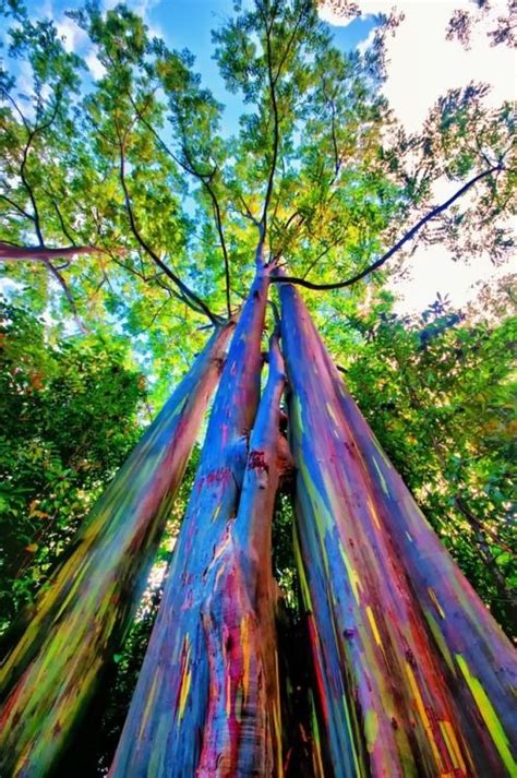 Rainbow Eucalyptus Philippines Maui Rainbow Eucalyptus Rainbow