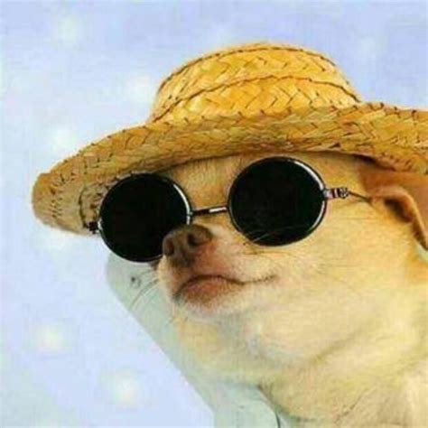 Dog Wearing Sunglasses And Hat Ifttt2pswkir Dog