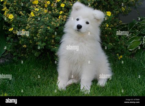 Portrait Of Male Samoyed Puppy Stock Photo 2214826 Alamy