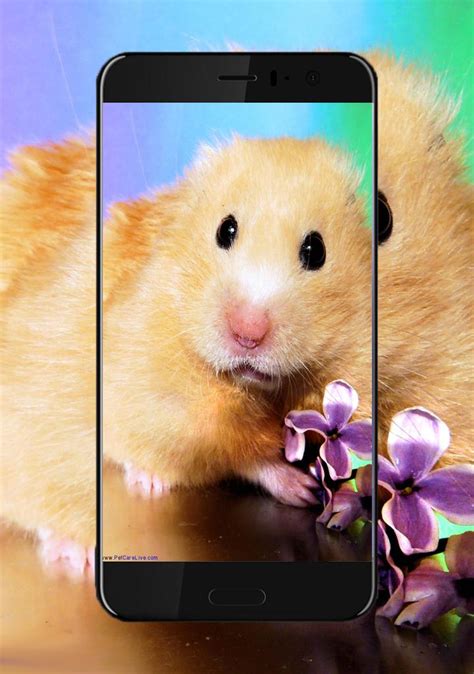 Cute Hamster Wallpapers Apk Untuk Unduhan Android