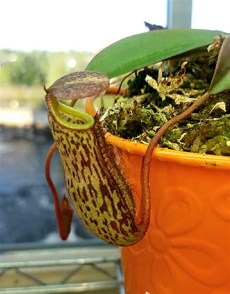 The name was originally published in the carnivorous plant newsletter in 1979. My first (of probably many) Nepenthes! N. spectabilis x ...