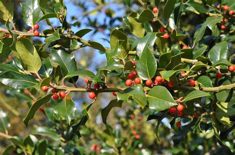 ✓ free for commercial use ✓ high quality images. 18 Species of Holly Trees and Shrubs