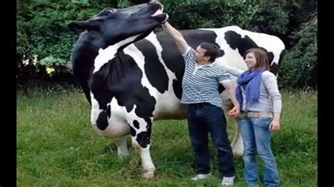 Biggest Cowbiggest Cow In The World Youtube