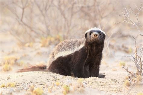 Why Are Honey Badgers So Aggressive Discover Wildlife
