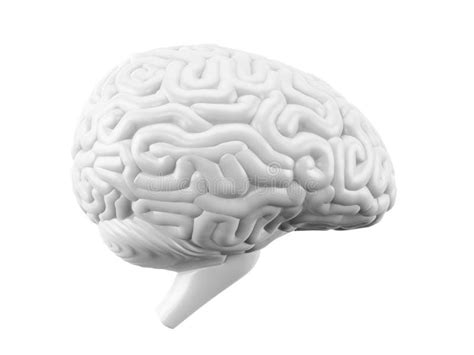 Human Brain Anatomical Illustration Stock Illustration Illustration