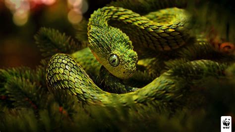 Viper Snake Logo Wallpaper Top10retractablehose