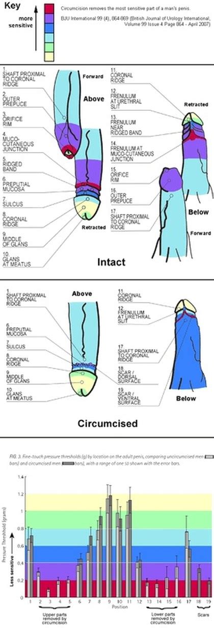 Visual Media 18 Only What The Heck Is A Circumcision