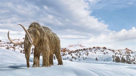 Climate Change Caused Extinction Of Woolly Mammoths University Of