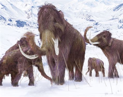 The Last Woolly Mammoths On Earth Had Disastrous Dna Live Science