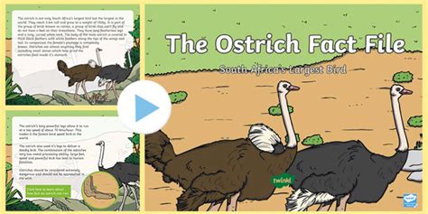 Ostrich Facts For Kids Twinkl Homework Help Twinkl