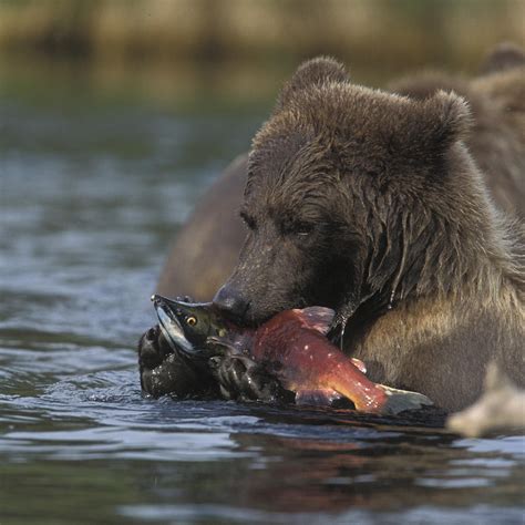 Grizzly Bear With A Salmon Photograph By Tim Grams Fine Art America