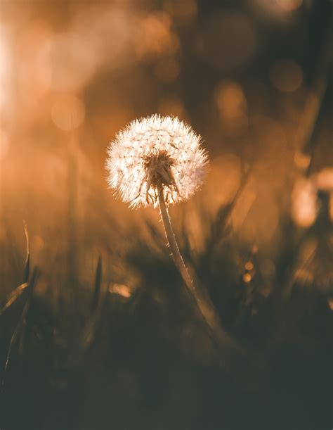 20 Interesting Facts About Dandelions Discover Walks Blog